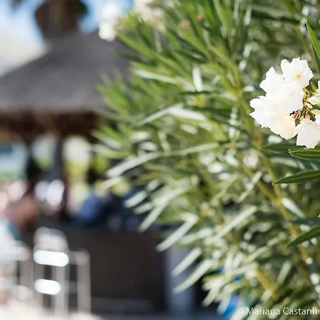 Yellow Garden Alvor